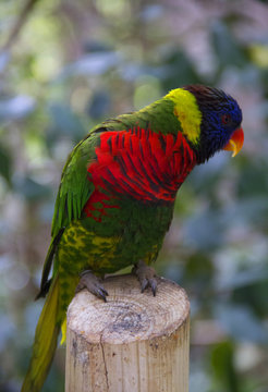 Rainbow Lorikeet Parrot