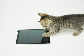 タブレットと子猫