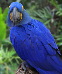Obraz premium Bright Blue Hyacinth Macaw