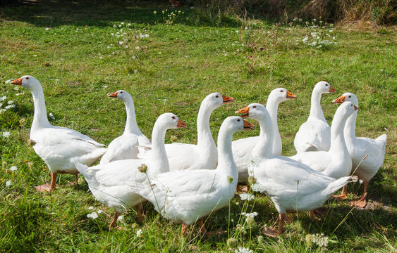 A group of white goose