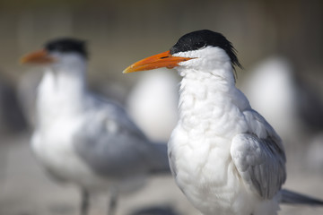 Portrait of shorebird royal tern Thalasseus on beach