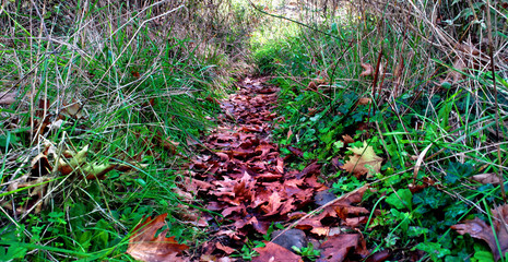 Little path covered with autumn leaves in the forest