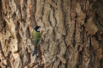 Meisen am Futterring