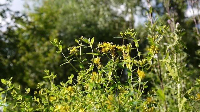 St. John's wort, medicinal plant with flower in the field.