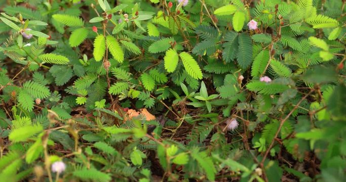 Leaves of a Sensitive Plant Awakening after a Touch. 4k DCI footage