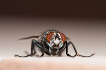 Macro close up of a fly
