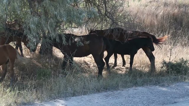 Horses are hiding from the hot sun in the shade of a tree. Overall plan