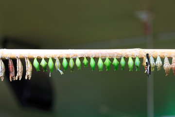 Butterfly Hatching in Row of Cocoons