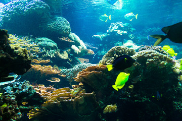 Naklejka na ściany i meble Deep Water Aquarium Underwater Landscape