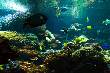 Fototapeta na wymiar Deep Water Aquarium Underwater Landscape