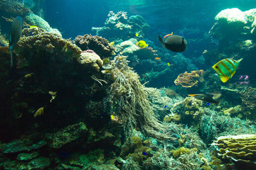 Fototapeta na wymiar Deep Water Aquarium Underwater Landscape