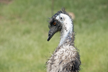 Australian emu