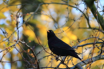 Amsel in ihrer natürlichen Umgebung