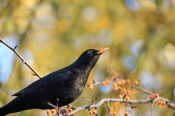 Amsel in ihrer natürlichen Umgebung
