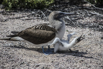 Fototapeta premium Blue Footed Boobie Birds in Galapagos Islands