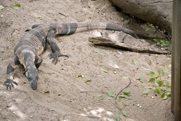 lace monitor lizard