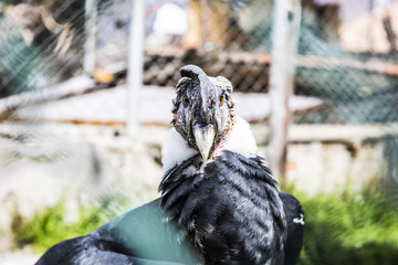 Condor Real Peru