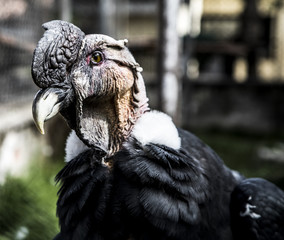 Condor Real Peru