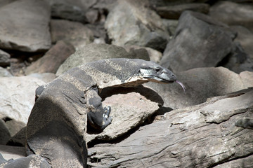 lace monitor lizard