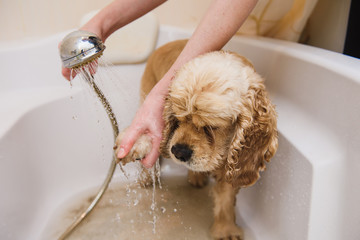 Dog is taking a shower at home