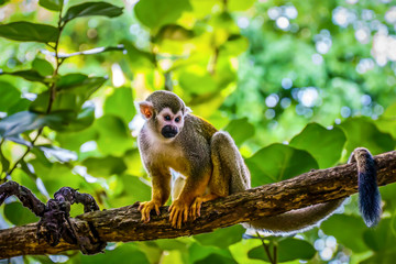 Totenkopf affe im Dschungel