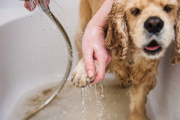 Happiness dog taking a bath.