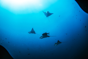 Eagle Ray Sting Ray Underwater in the Galapagos Islands, Eduador