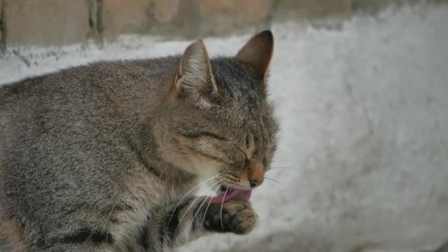 yard homeless wild cat sitting on the street licks a paw outdoor