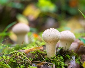 mushrooms in autumn forest