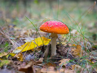 the fly agaric