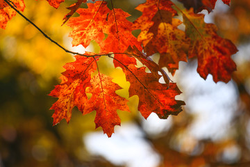 Soft focus on beautiful maple leaves in autumn.