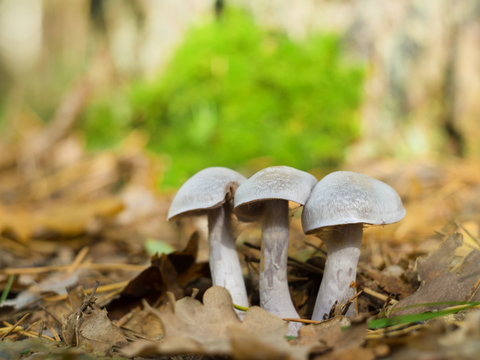 mushrooms in autumn forest