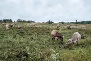 Cows grazing on the field
