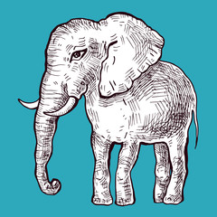Elephant. Vector illustration