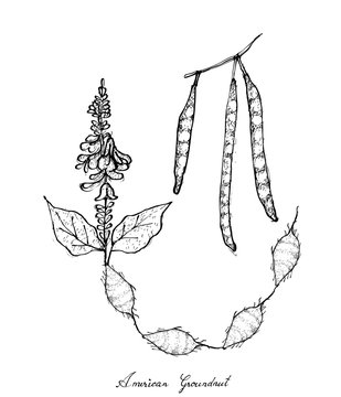 Hand Drawn of American Groundnut Plant on White Background