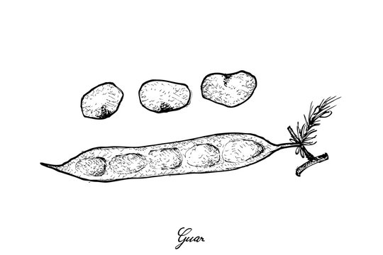Hand Drawn of Fresh Cluster Bean or Guar