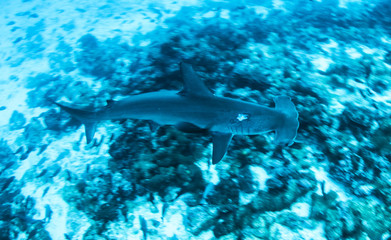 Obraz premium Hammerhead Sharks in Galapagos Islands