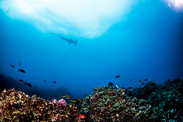Fototapeta na wymiar Hammerhead Sharks in Galapagos Islands