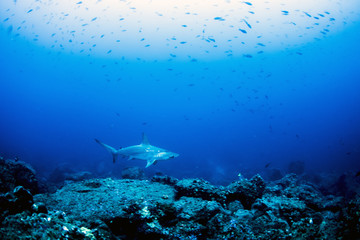 Fototapeta premium Hammerhead Sharks in Galapagos islands