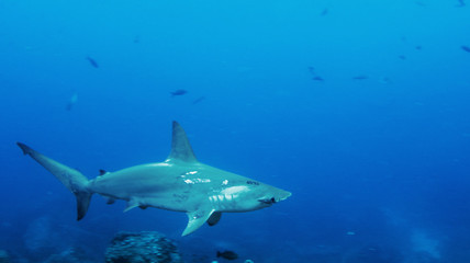 Hammerhead Sharks in Galapagos islands