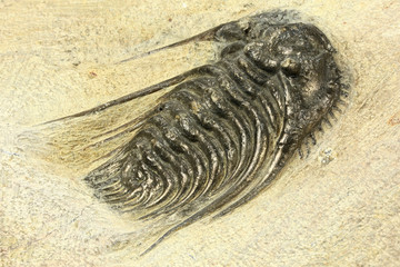 complete pyritised Leonaspis (Kettneraspis) sp. trilobite from Morocco