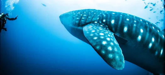 Foto op Canvas Whale Shark from the Galapagos Islands Ecuador SCUBA diving © Lindsey