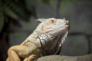 iguana