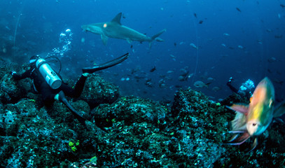 Fototapeta premium Hammerhead Sharks in Galapagos Islands
