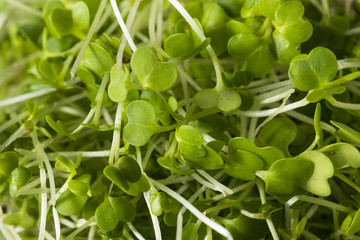 Healthy Raw Organic Microgreens