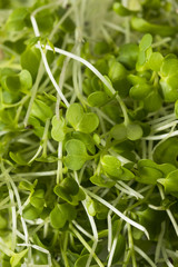 Healthy Raw Organic Microgreens