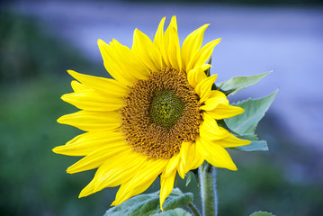 Closeup of beautiful yellow Sunflower