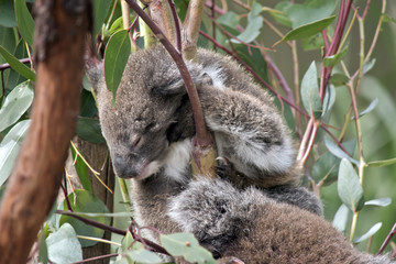 koala and joey