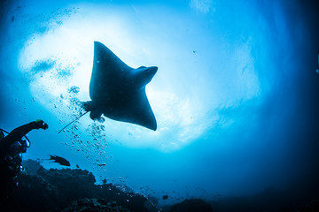 Eagle Ray Sting Ray Underwater in the Galapagos Islands, Eduador