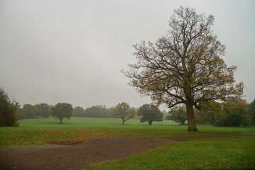 Fototapeta na wymiar Path and trees in the autumn park.